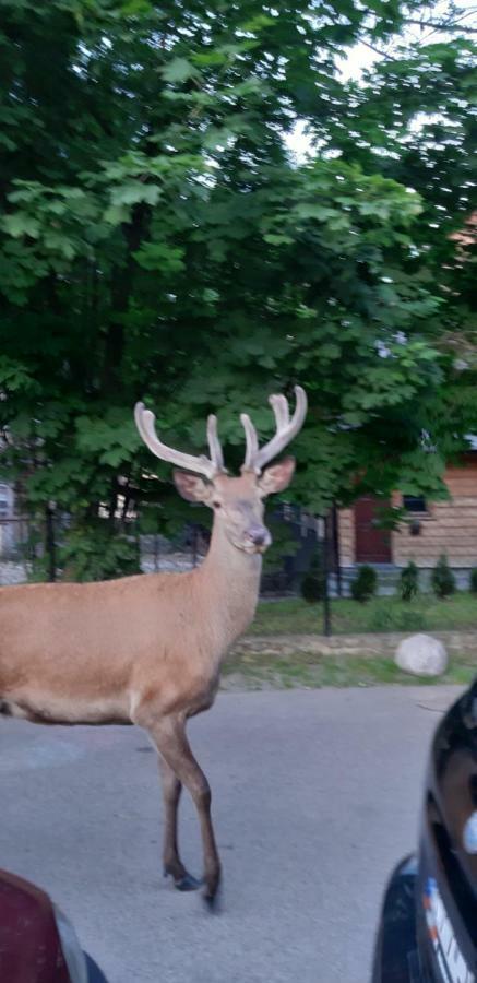 Pokoje Goscinne Na Stromej Zakopane Exterior foto